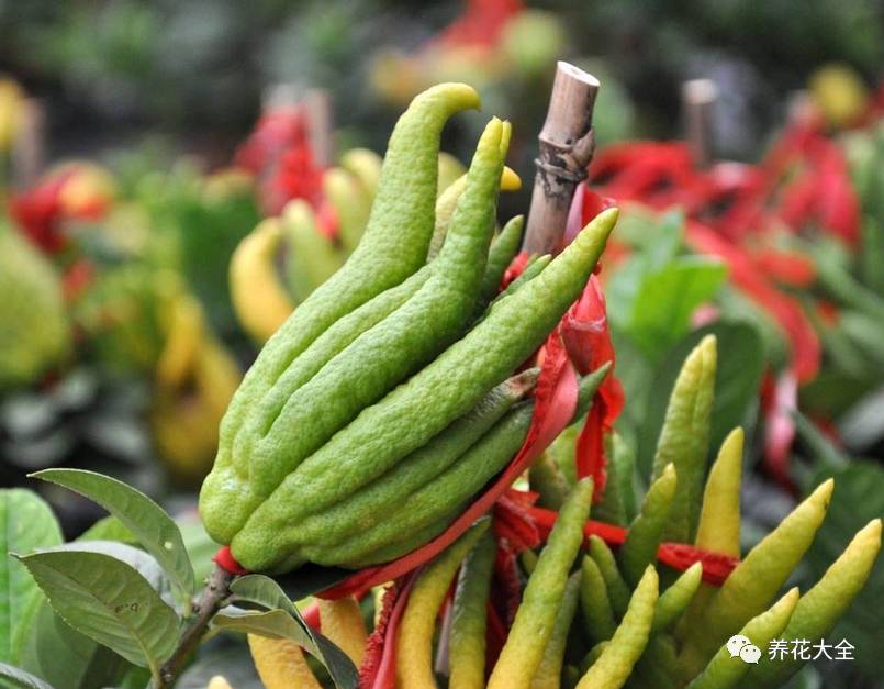 过年观赏花的盆栽,观果花卉盆栽大全