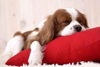 在西藏捡到流浪狗,捡到流浪狗怎么办家里养不了