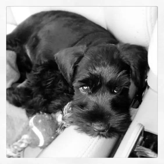 狗狗年纪大了白内障怎么办,狗狗得白内障有啥治疗方法