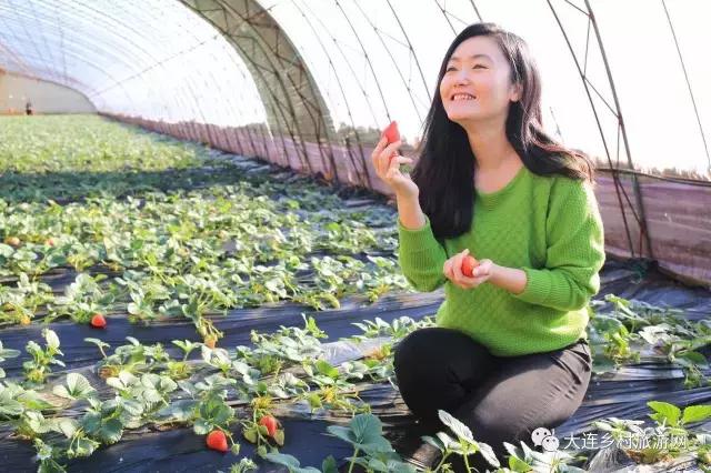 「话莓」之二：一颗草莓折射金普产业融合助力供给侧改革