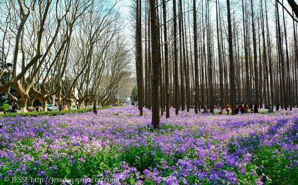 “人间天堂”的法学院系怎么样？来看江苏省榜单呀
