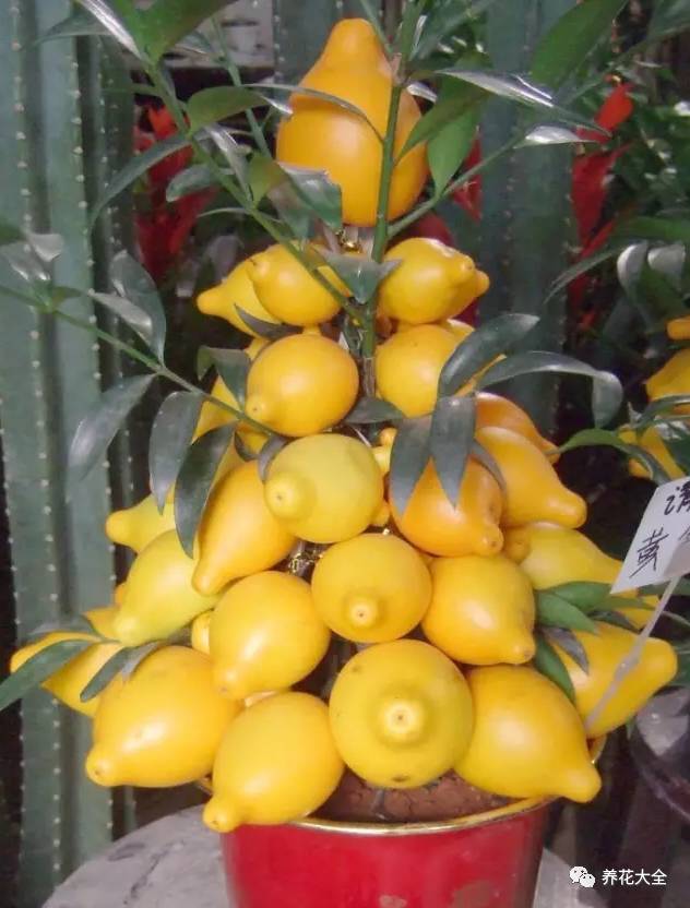 过年观赏花的盆栽,观果花卉盆栽大全