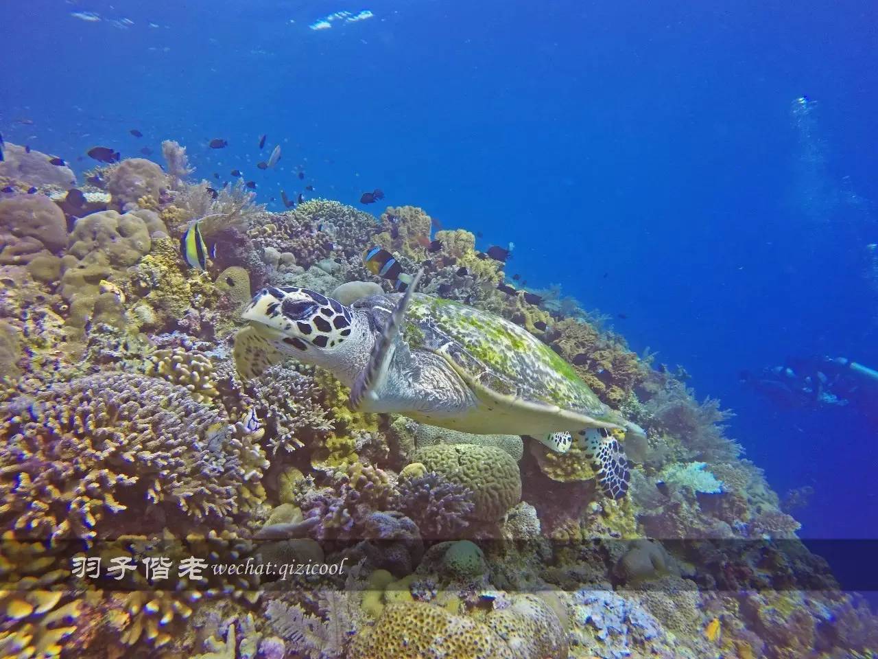 美娜多海岛一日游,印尼美娜多跟团游