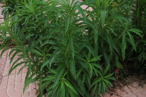 农村路边常见的中草药你认识几种,农村常见中草药盘点