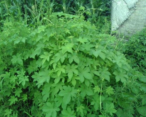 农村路边常见的中草药你认识几种,农村常见中草药盘点