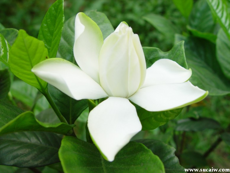 农村路边常见的中草药你认识几种,农村常见中草药盘点