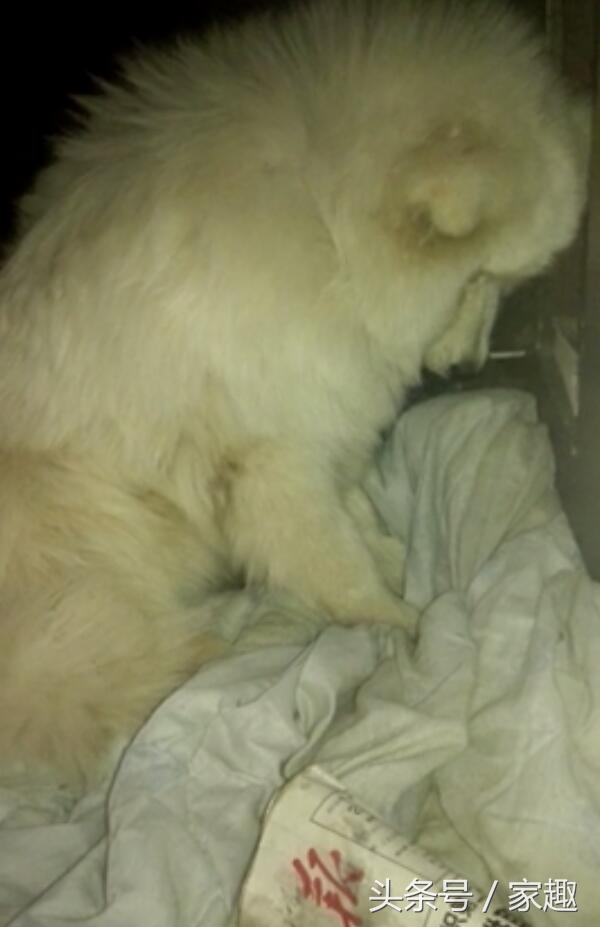 两只萨摩耶咬死900只鸡完整版,萨摩耶咬死900多只鸡