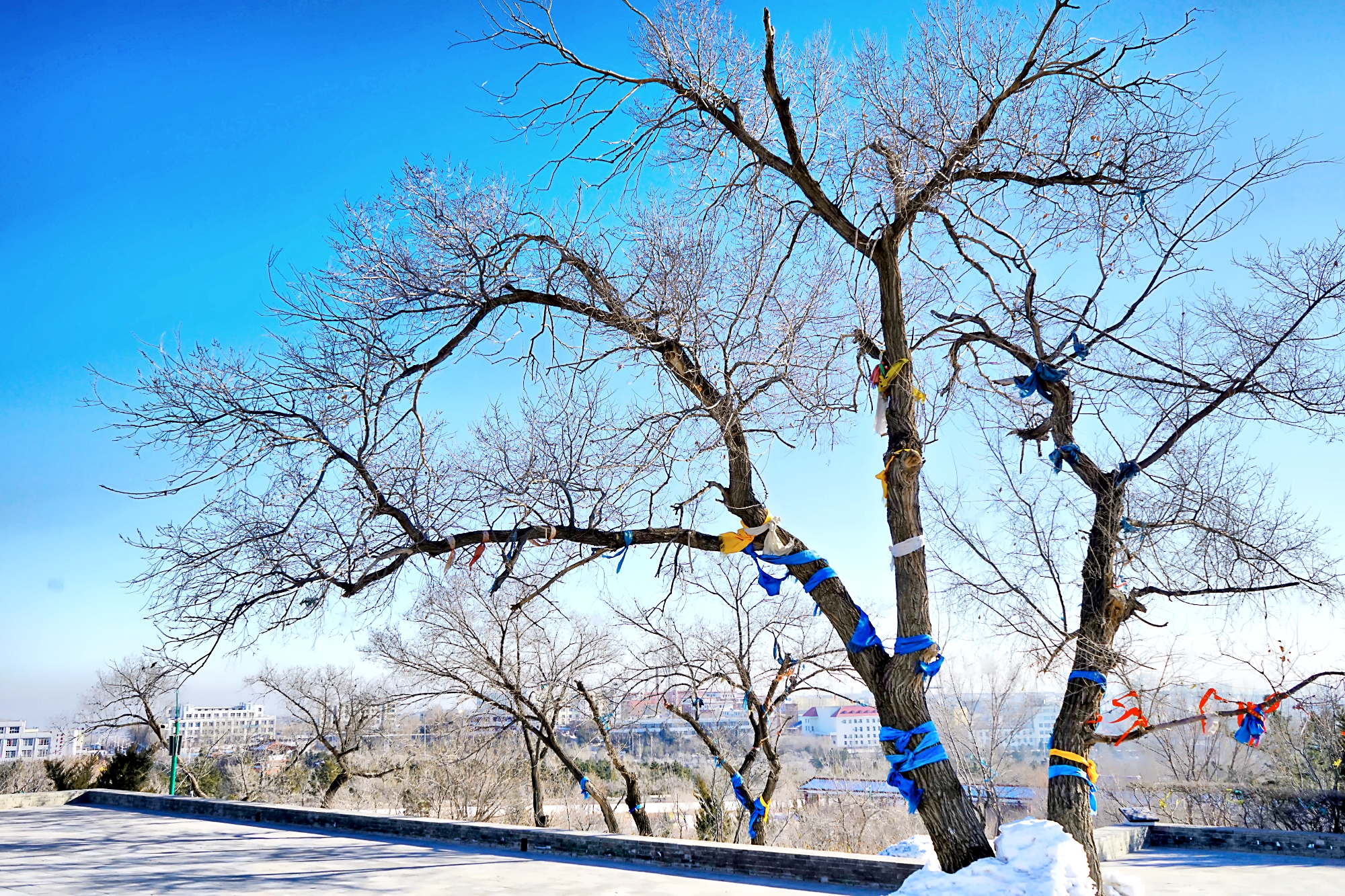 穿越内蒙古大草原雪景,来内蒙古大草原看雪