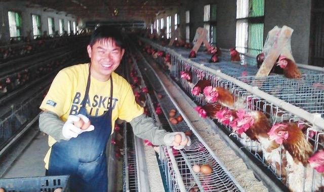 农村养鸡不容易,农村养鸡出路在哪里