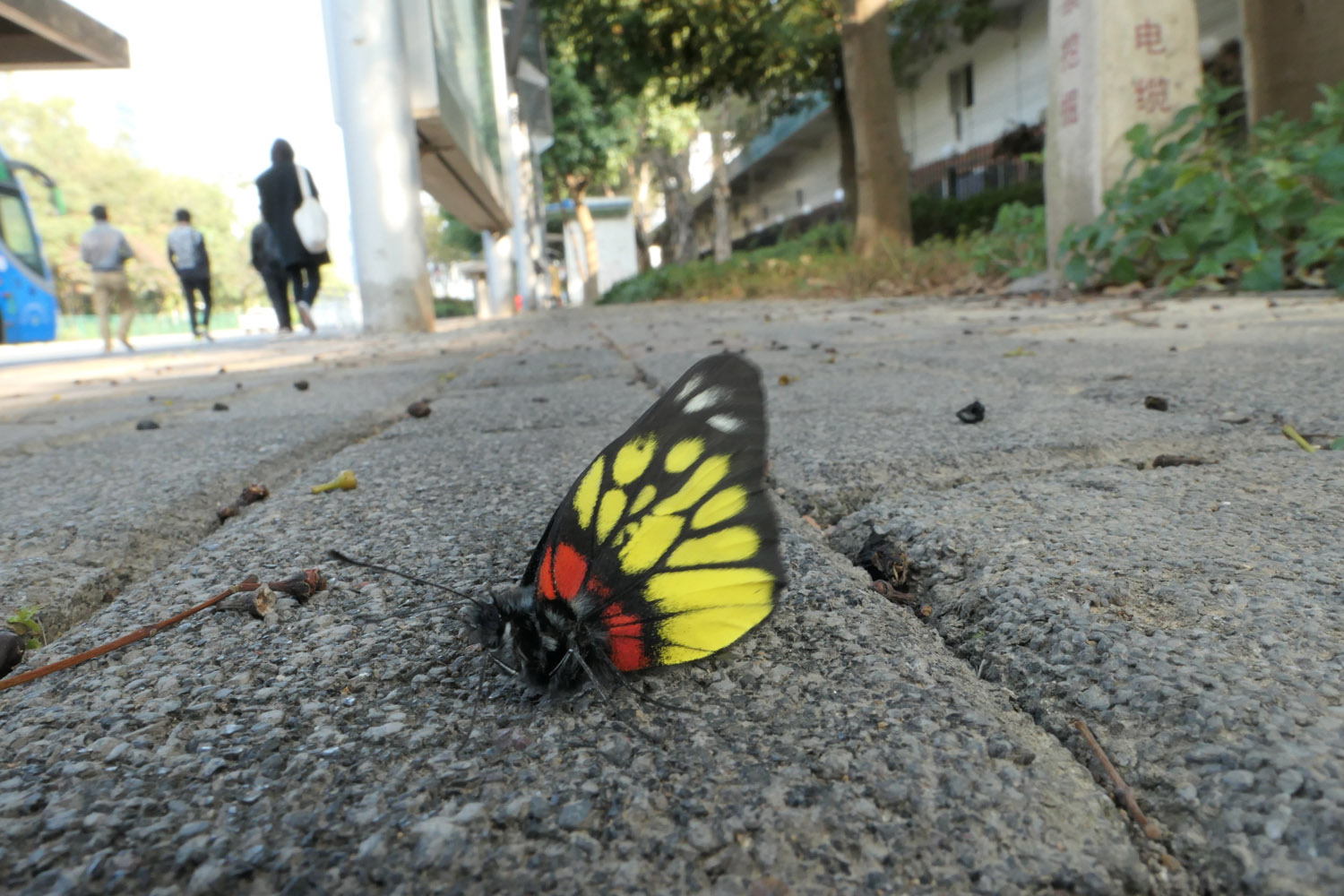 大光圈松下lx10评测,松下lx10微距对焦不上