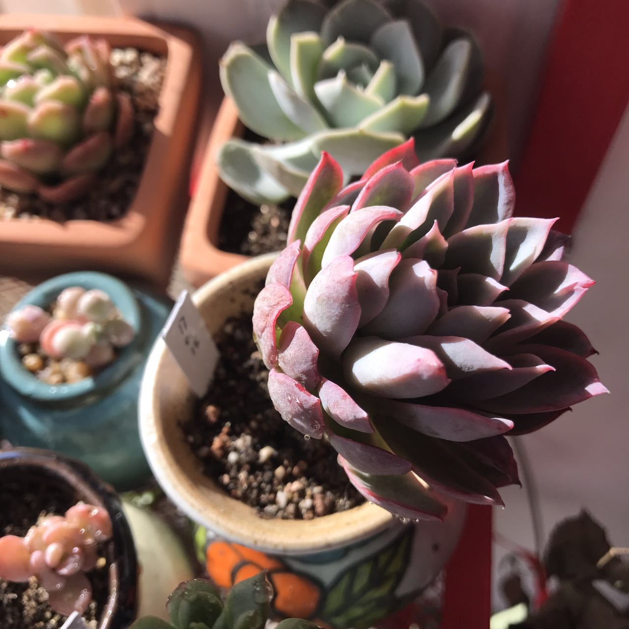 放假了多肉在学校怎么活,放假多肉