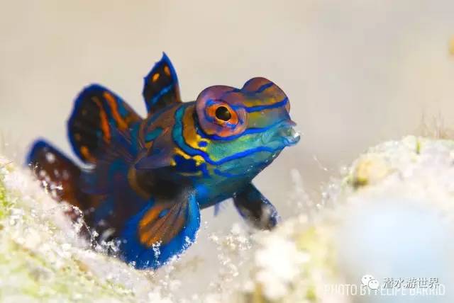 变性、伪装、雌雄同体--谁是微距世界的奇葩?