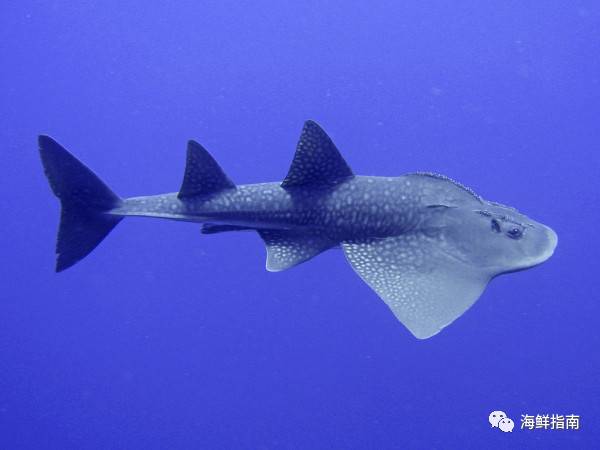 鳐蝠鲼魟鱼区别,鲼魟分别是什么