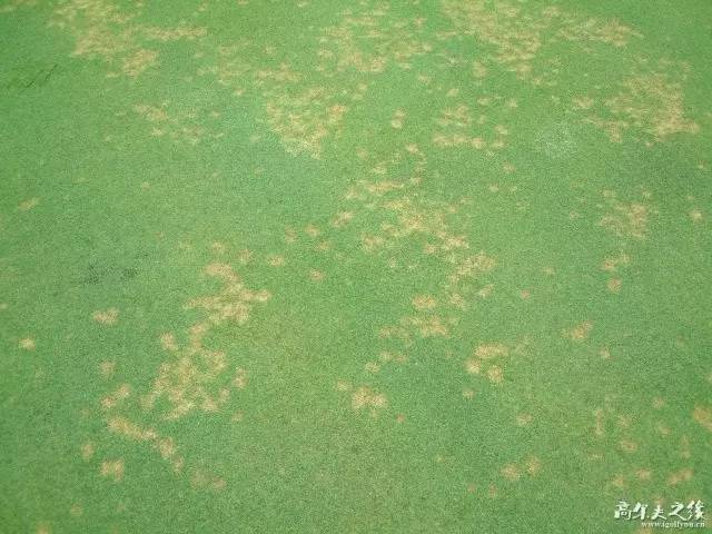 攻克白化病,攻克血友病