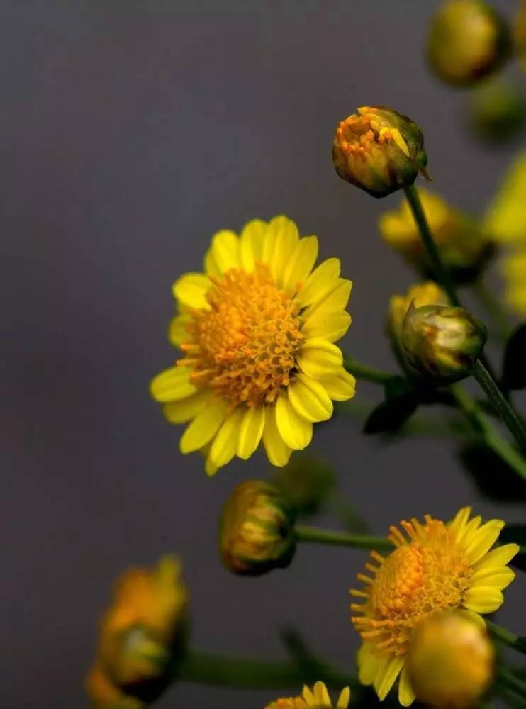 中药知识必学牡蛎,中药知识必学茵陈