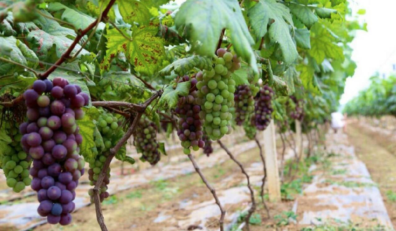 南宁农家乐推荐周边特色农家乐,南宁良庆区哪里有好的农家乐