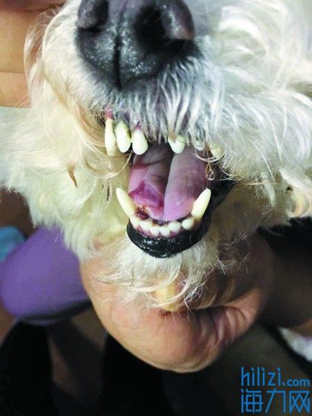 宠物店给狗狗剃毛剃伤了要赔偿吗,宠物店剪毛把狗剪毁了怎么处理