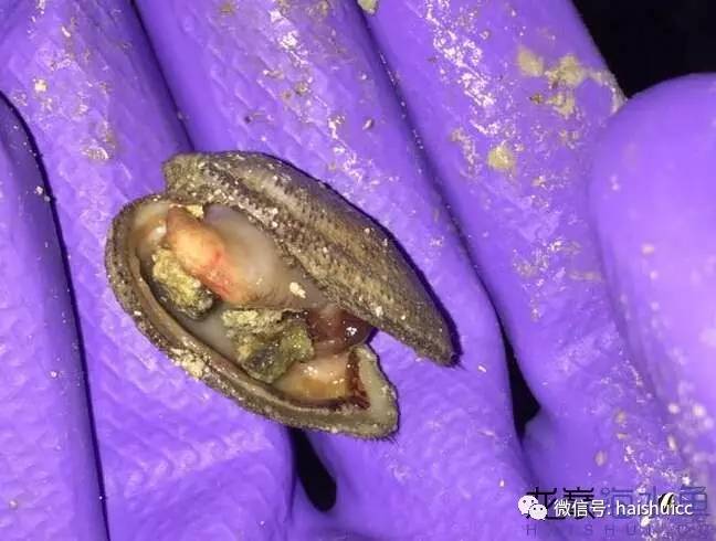 海缸活石爆藻最快要几天,怎么开爆藻灯不会爆藻