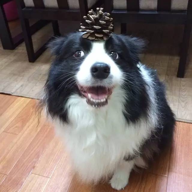 边牧的智商真的有6-8岁那么高吗,边牧和巴拉布拉多他俩谁的智商高