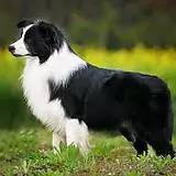 边牧的智商真的有6-8岁那么高吗,边牧和巴拉布拉多他俩谁的智商高