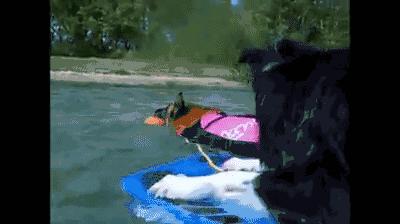 边牧的智商真的有6-8岁那么高吗,边牧和巴拉布拉多他俩谁的智商高