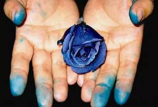 情人节假花蓝色妖姬,情人节卖荧光玫瑰