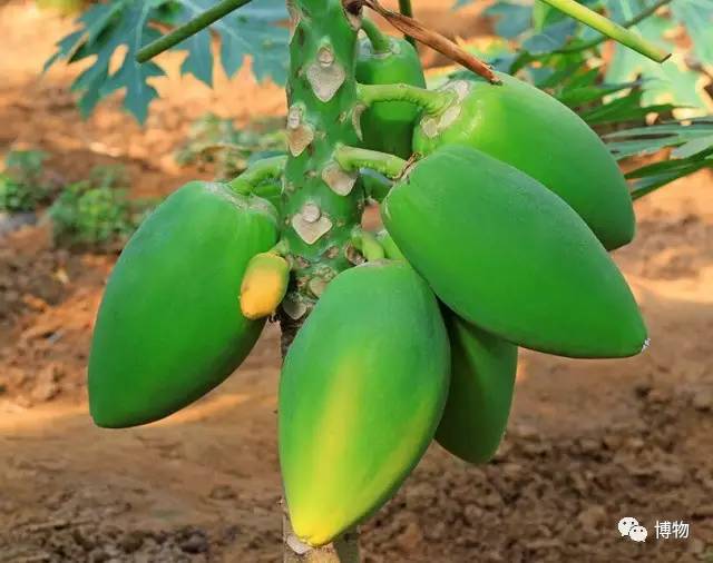 假木瓜可以吃吗,每天一个新鲜熟木瓜吃了好吗