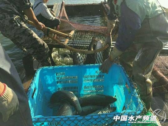 农村鱼塘养鱼新模式,一亩鱼塘规模化养鱼