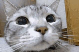 搬新家、换新厕，却被差评？“本喵憋屎抗议！”