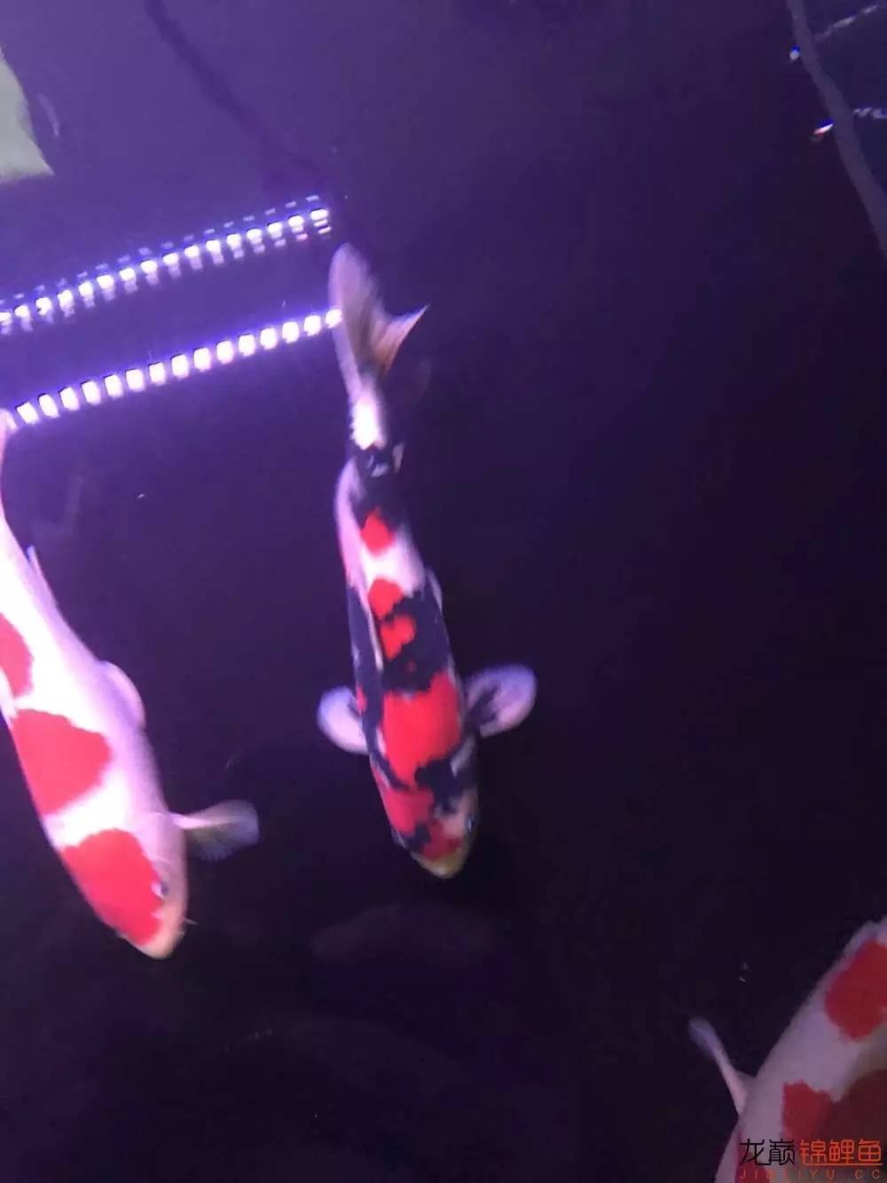 地缸里面漂浮的粉末怎么解决,粘的地缸怎么干得快