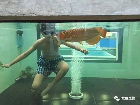 被龙鱼驱赶，哭！