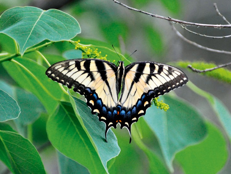 西双版纳3小时可以去哪,西双版纳五小时