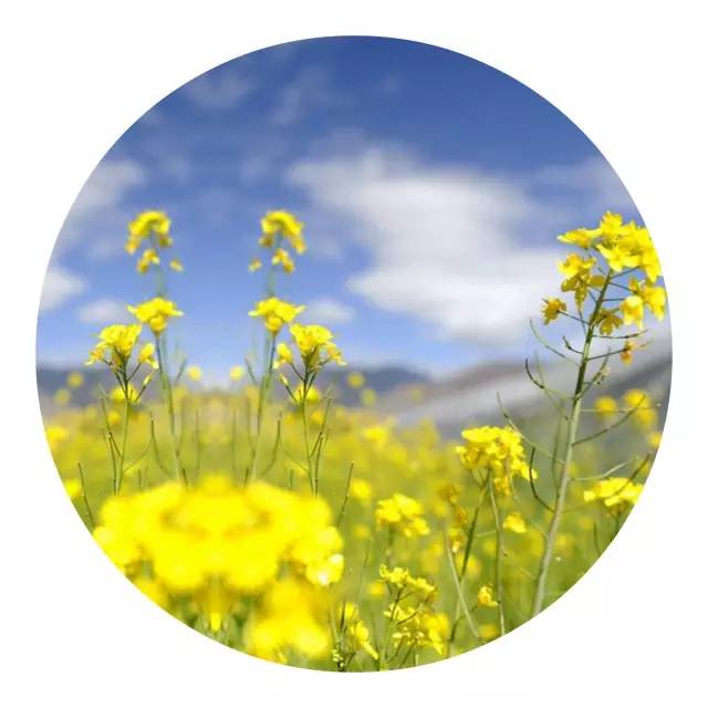 樱花诗词大会,樱花节诗词大会互动