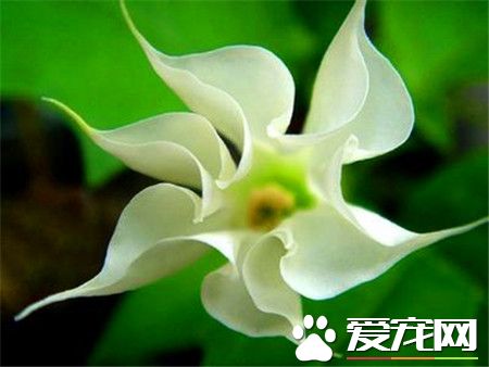 潘多拉和散花潘多拉哪个好看,潘多拉和散花潘多拉区别