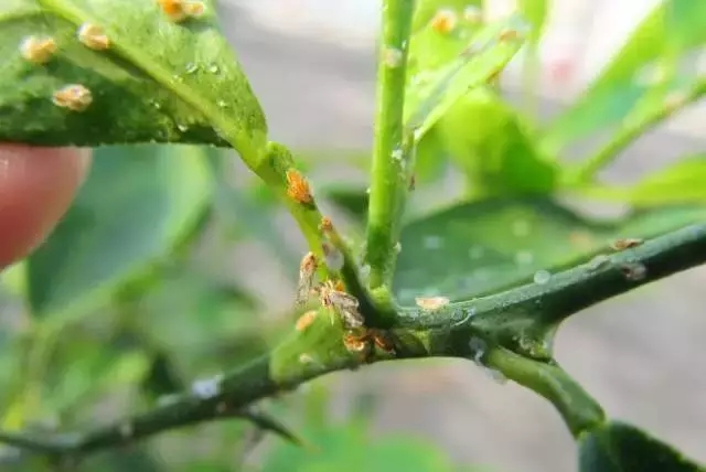 柑橘开春虫害用药,柑橘开春用什么药防虫害
