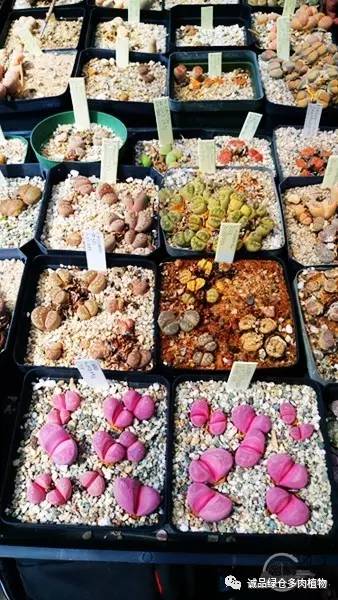 vista观天下春节旅游,vista看天下冰雪大世界