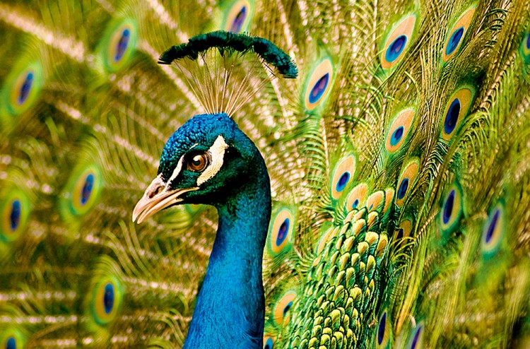 西双版纳3小时可以去哪,西双版纳五小时