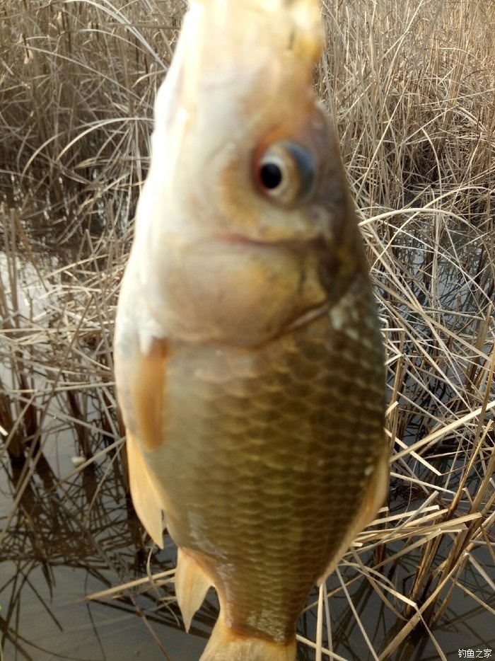 青山荒野垂钓,青山野钓哪里最好玩