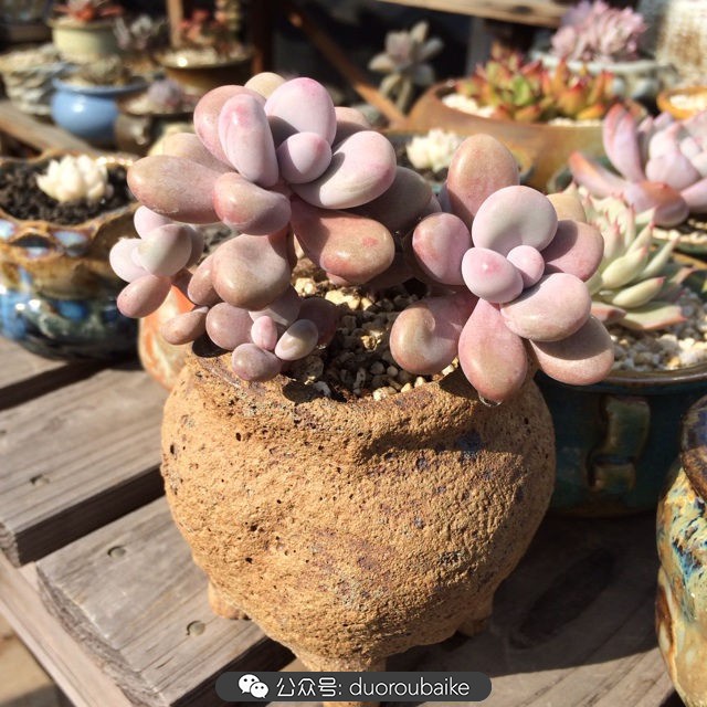 院子阳光房多肉,阳光房庭院多肉