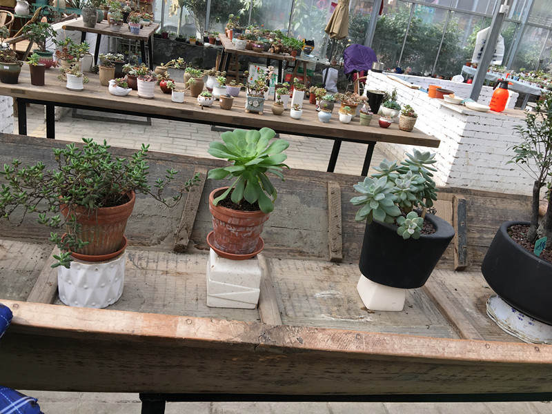 年宵花蝴蝶兰探店,年宵花老桩