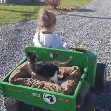 一只老鼠头被卡在洞里面了,一只老鼠从管道里钻了出来