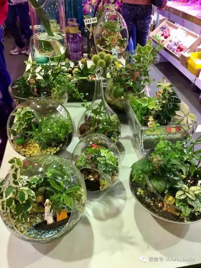 台湾寻肉之旅：小玲带你逛春节的台北花市！