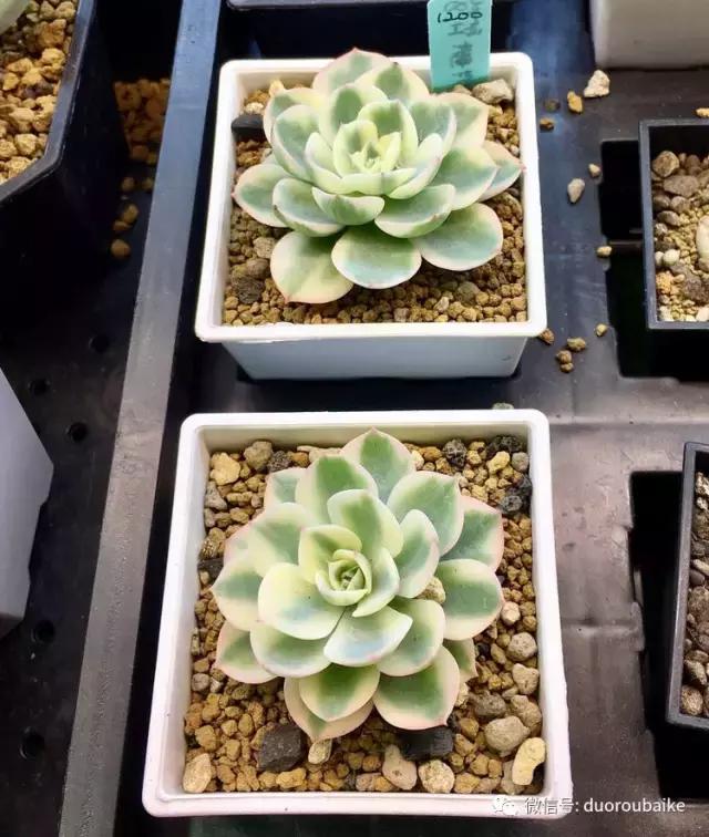 台湾寻肉之旅：小玲带你逛春节的台北花市！