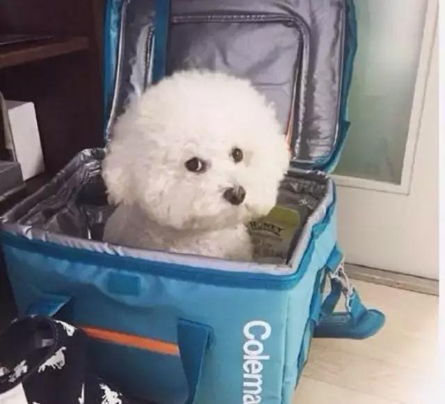 比熊犬厕所推荐,比熊犬怎么训练详细教程