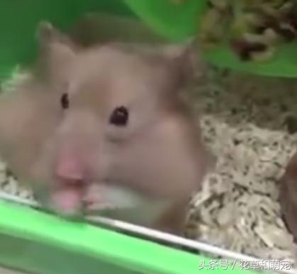仓鼠吃得特别胖两颊塞满食物,小仓鼠有没有吃多被撑死的