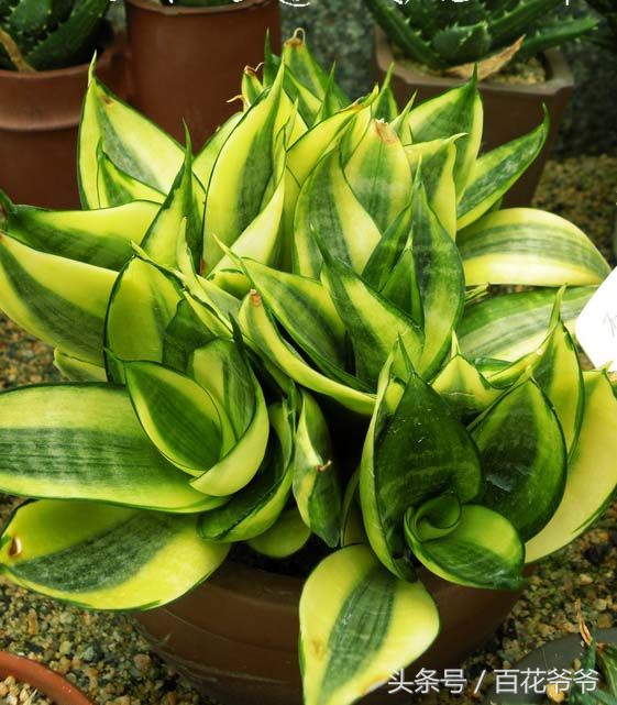 吸收甲醛最佳的十种植物,吸收甲醛最佳的十种植物排行榜