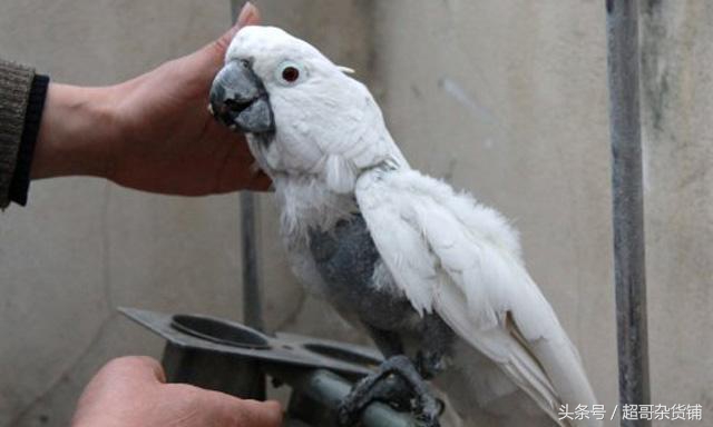 鹦鹉脚趾甲缺陷是怎么造成的,鹦鹉为什么要啄自己的脚指甲