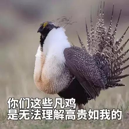 各大牌鸡年限定,外国人对鸡看法