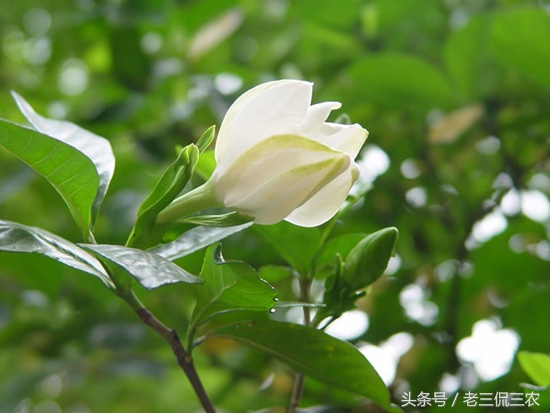 农村发家致富是真的吗,农村有哪些可靠的致富门路