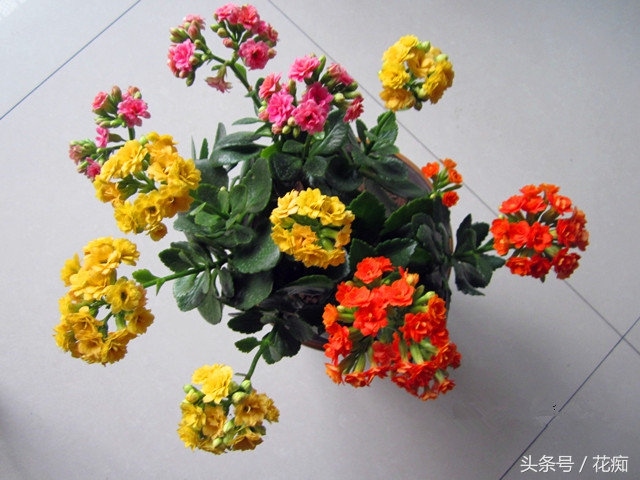 可以用长寿花做砧木嫁接长寿花吗,怎样让一棵长寿花嫁接多种颜色